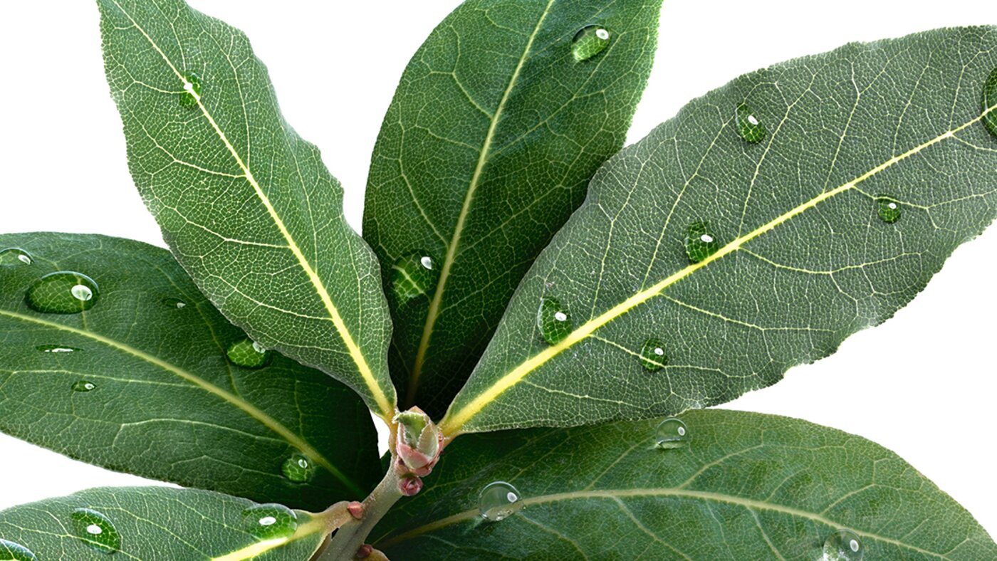Spicy laurel