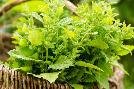 Lemon balm