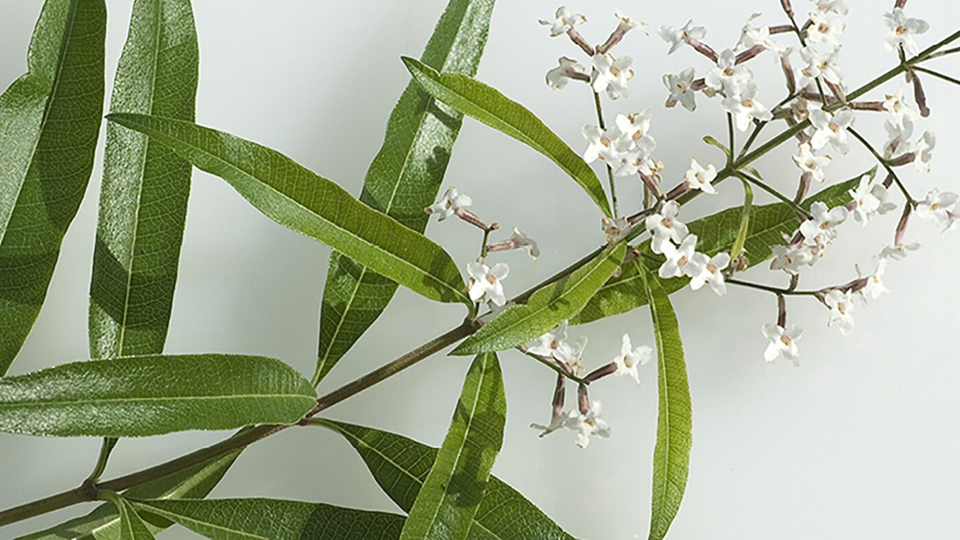 Verveine citronnelle 