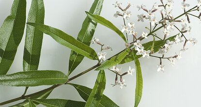 Verveine citronnelle 