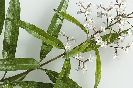 Lemon bush, Verveine