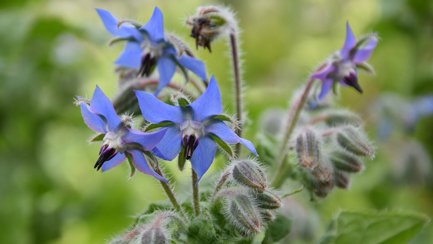blue borage flowers