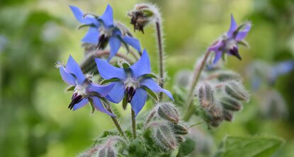 fleurs bleues de bourrache