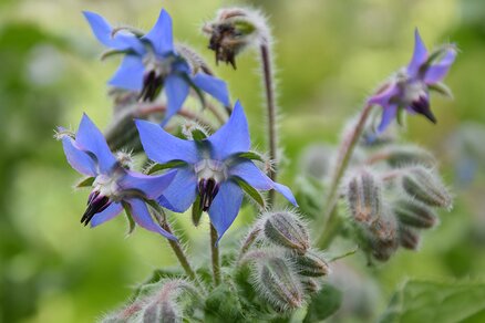 blue borage flowers