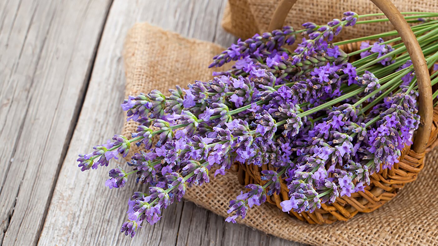 Lavender in basket