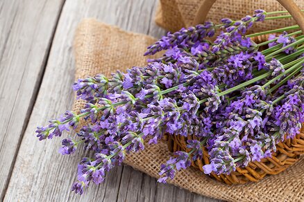 Lavender in basket