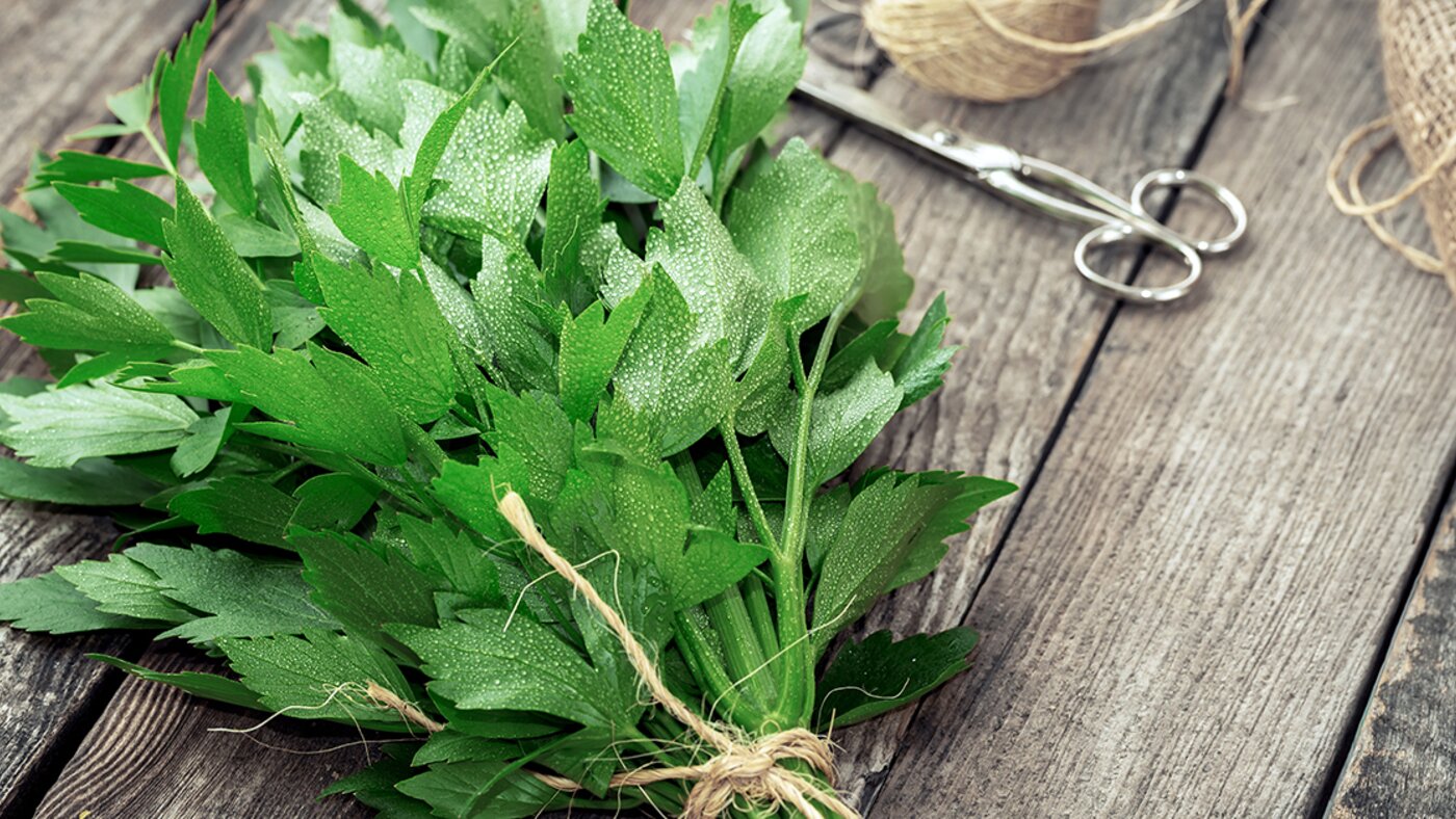 Lovage on a wooden table with scissors and string