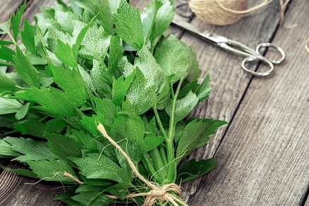 Lovage on a wooden table with scissors and string