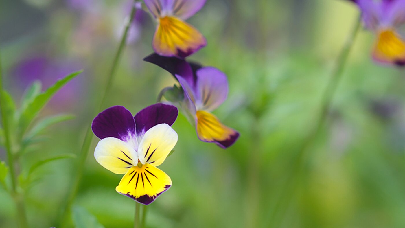 wild pansies on meadow