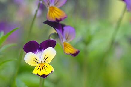 wild pansies on meadow