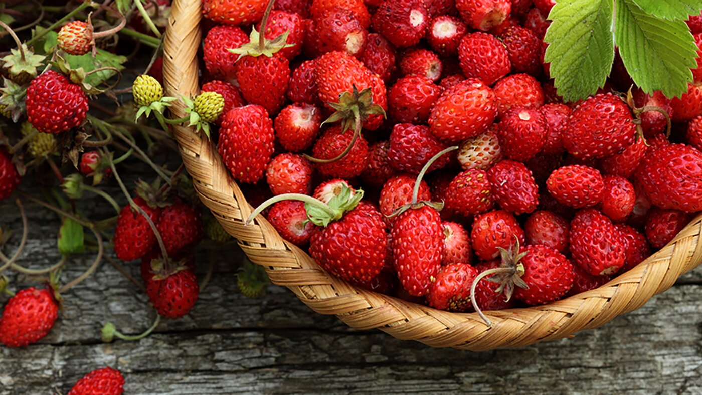 Wild strawberries in baskets