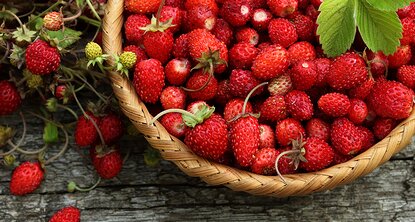 Walderdbeeren in Körbchen
