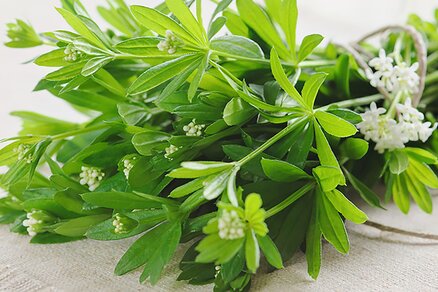 Sweet woodruff bouquet