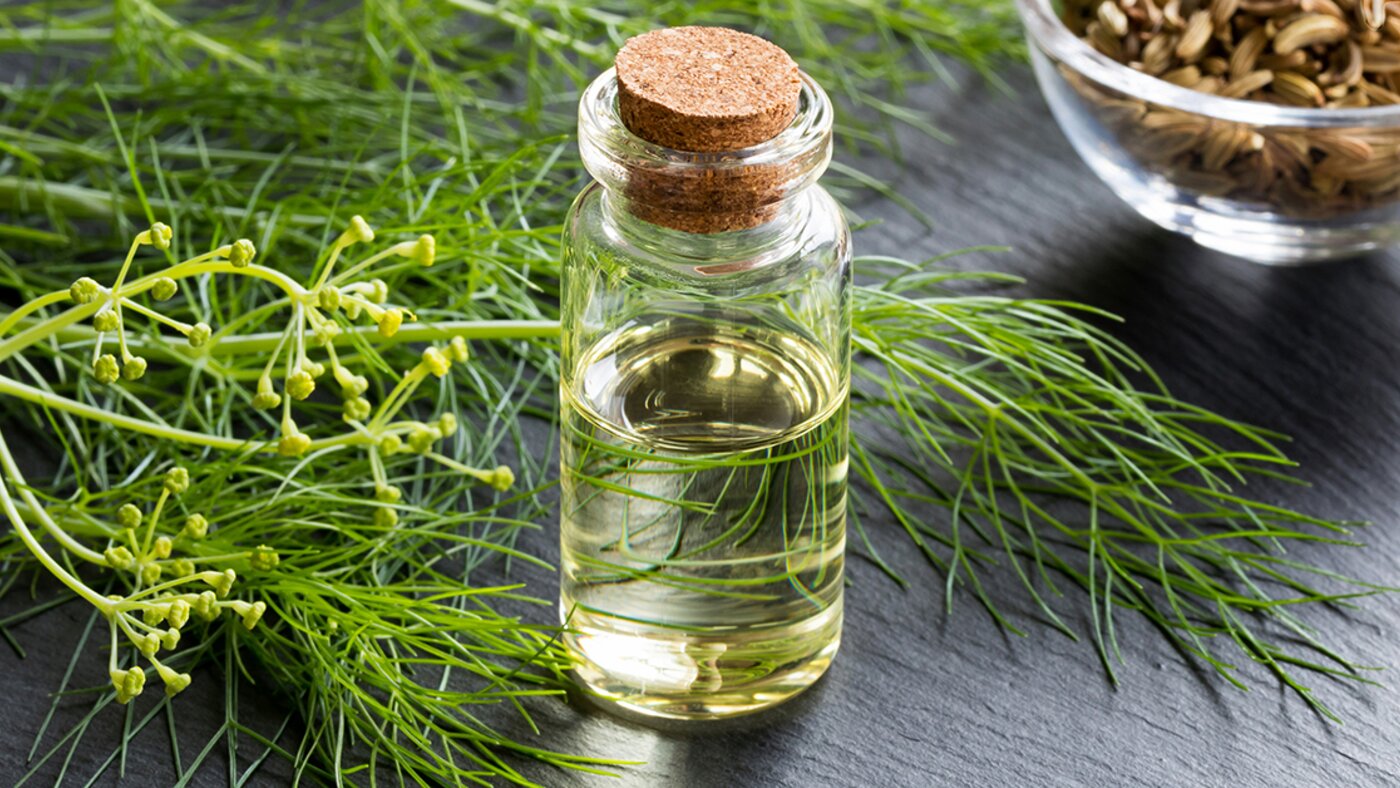Seeds, oil and herb of wild fennel