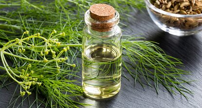 Samen, Öl und Kraut vom wilden Fenchel