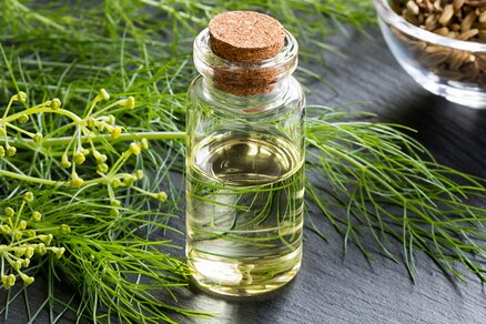 Seeds, oil and herb of wild fennel