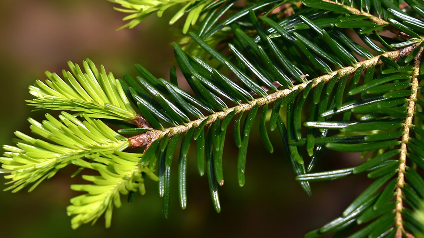 Silver fir