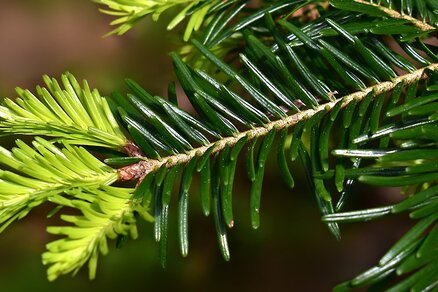 Silver fir