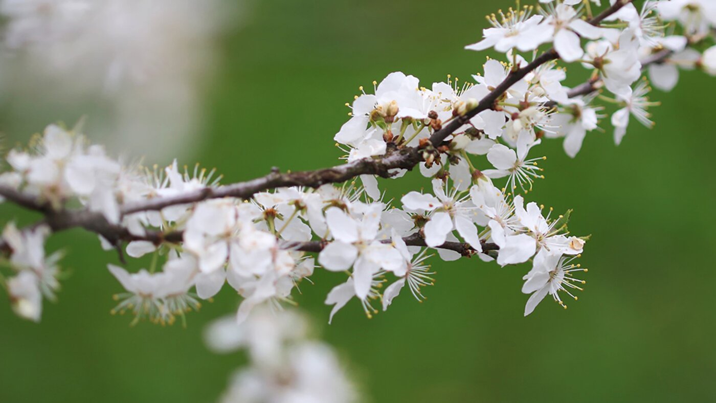 Prugnolo con i fiori
