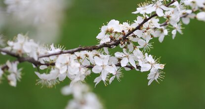 Épine noire avec des fleurs