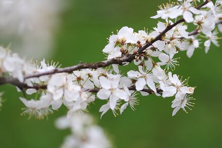 Blackthorn with blossoms