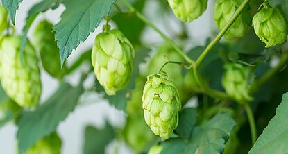 Hopfen