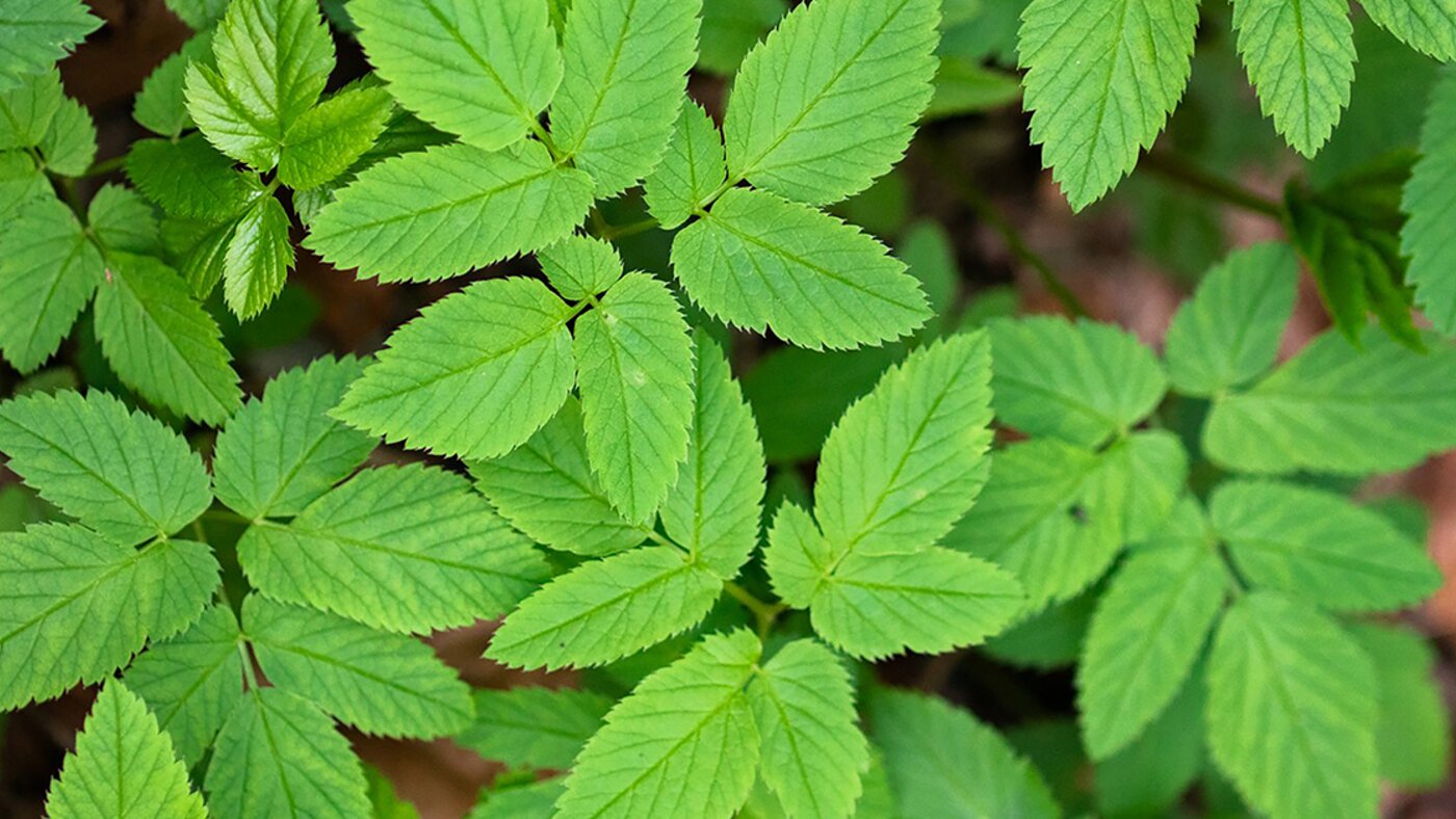 Ground elder leaves