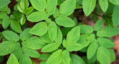 Feuilles d’égopode podagraire