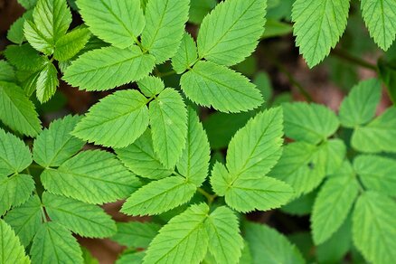 Ground elder leaves