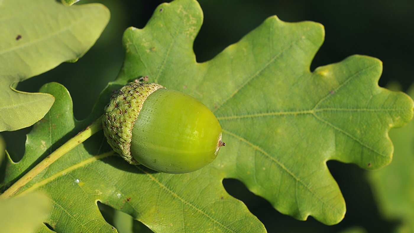 Foglia di quercia con ghianda