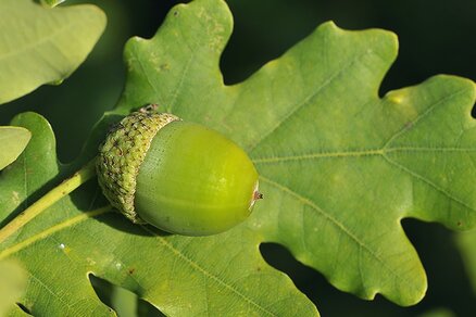 Oak leaf with acorn