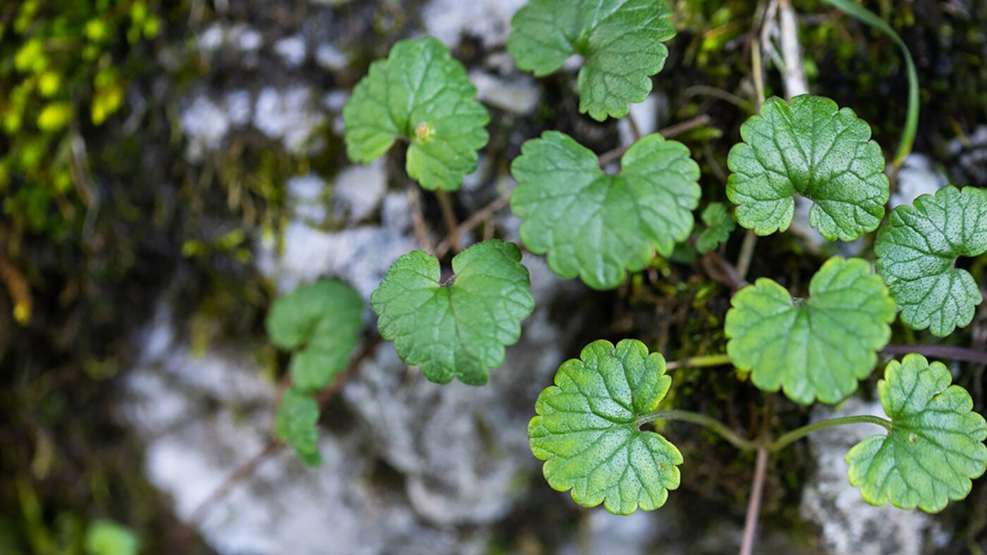 Ground-ivy