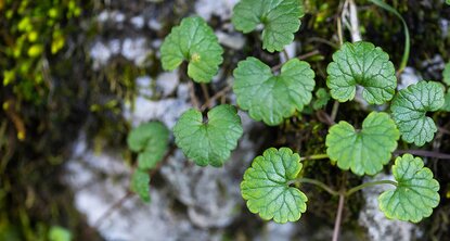 Ground-ivy