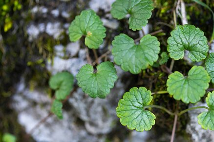 Ground-ivy
