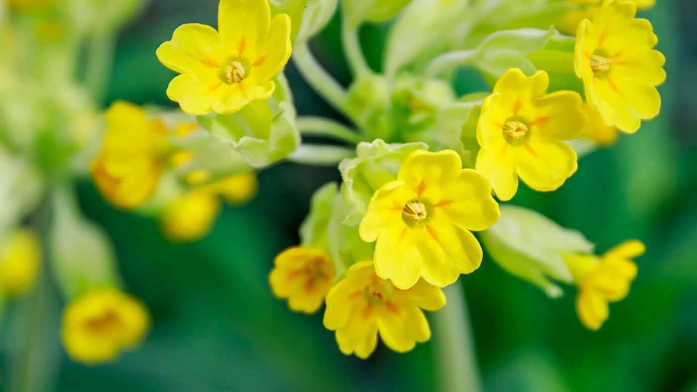 Cowslip