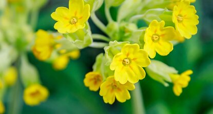 Primula