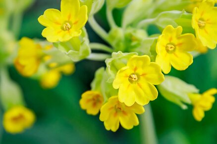 Cowslip