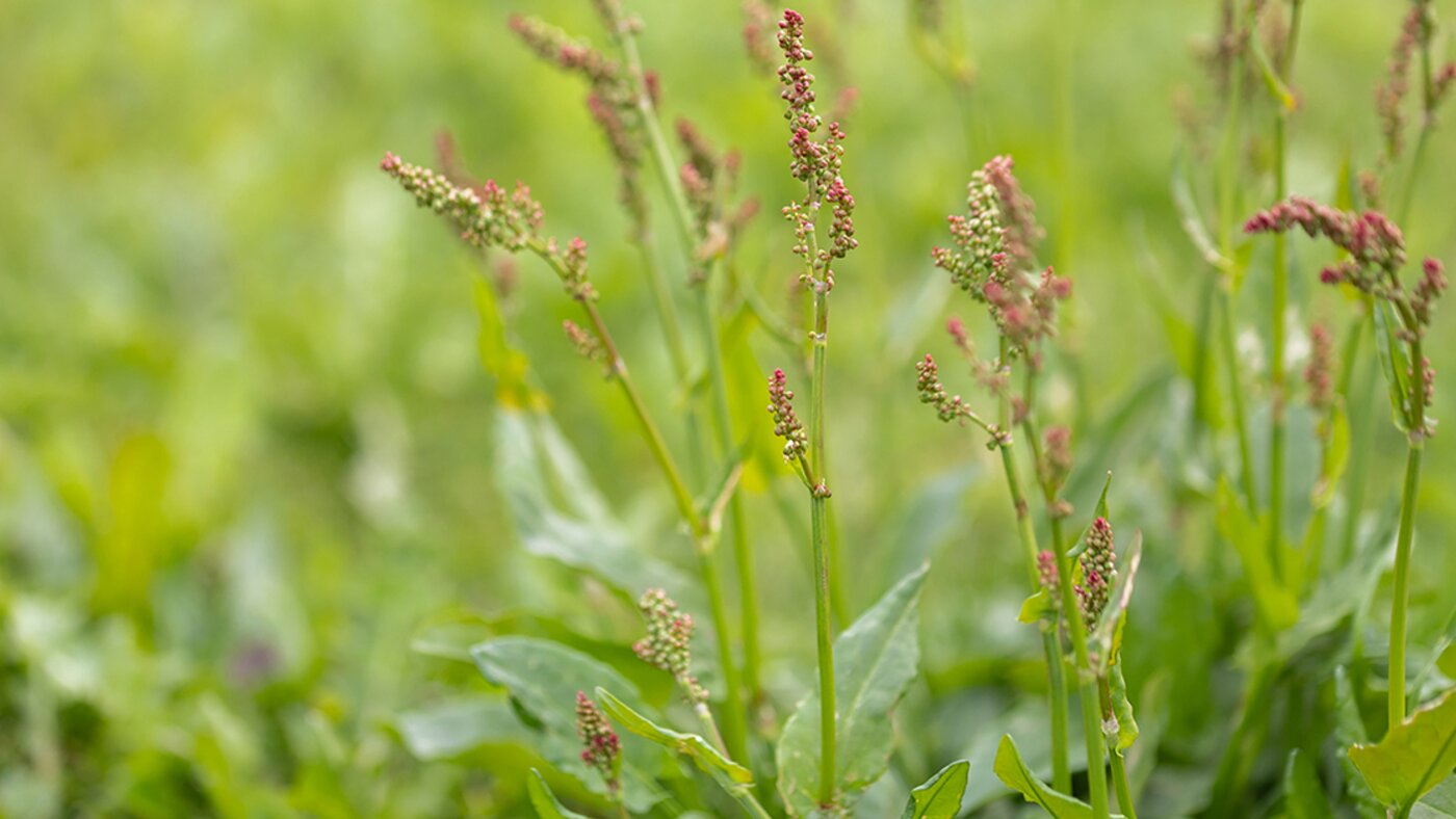 Sorrel