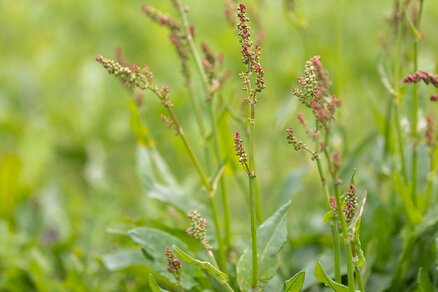 Sorrel
