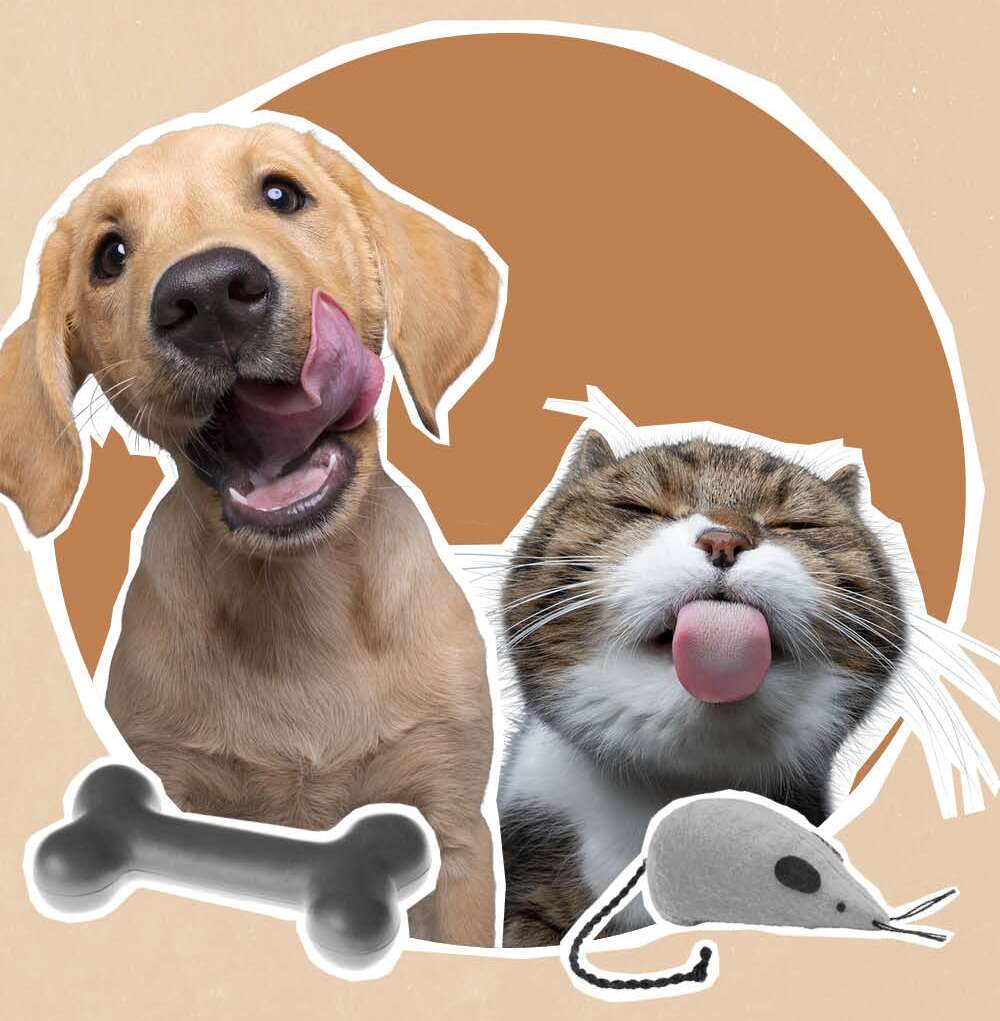 Image d'animal de compagnie chien et et chat