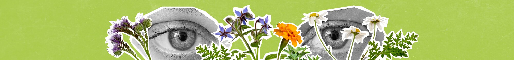 Pair of eyes behind medicinal plants