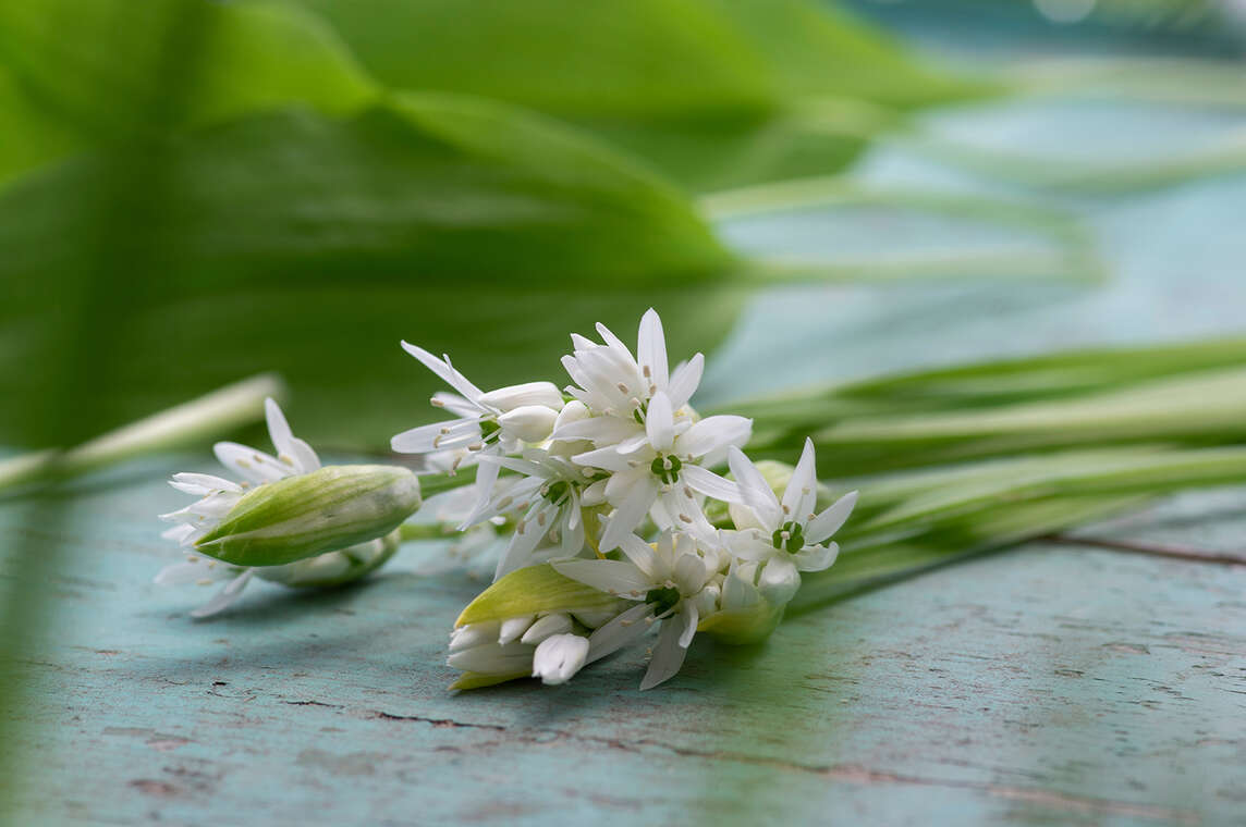 Bärlauch Bärlauch mit Blüten