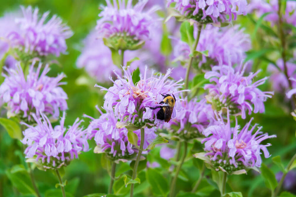 Hummel auf violetten Blüten der wilden Indianernessel