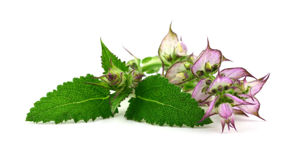Muskatellersalbei Blüten und Blätter