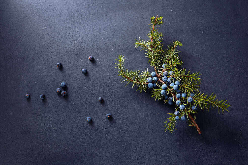 Wacholder Beeren und Zweig