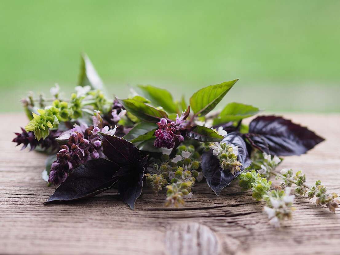 Basilic Basilic rouge et vert, feuilles et fleurs