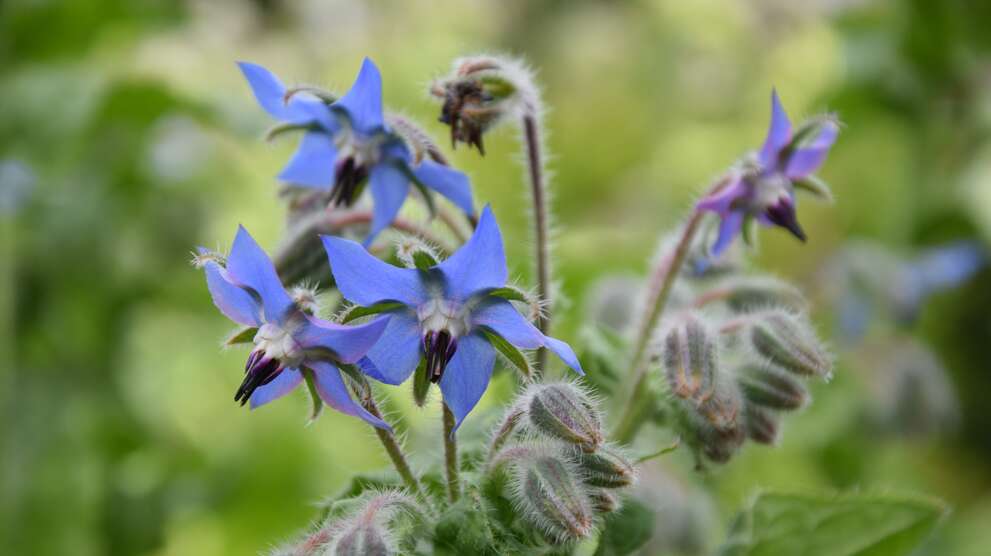 blaue Borretsch-Blüten