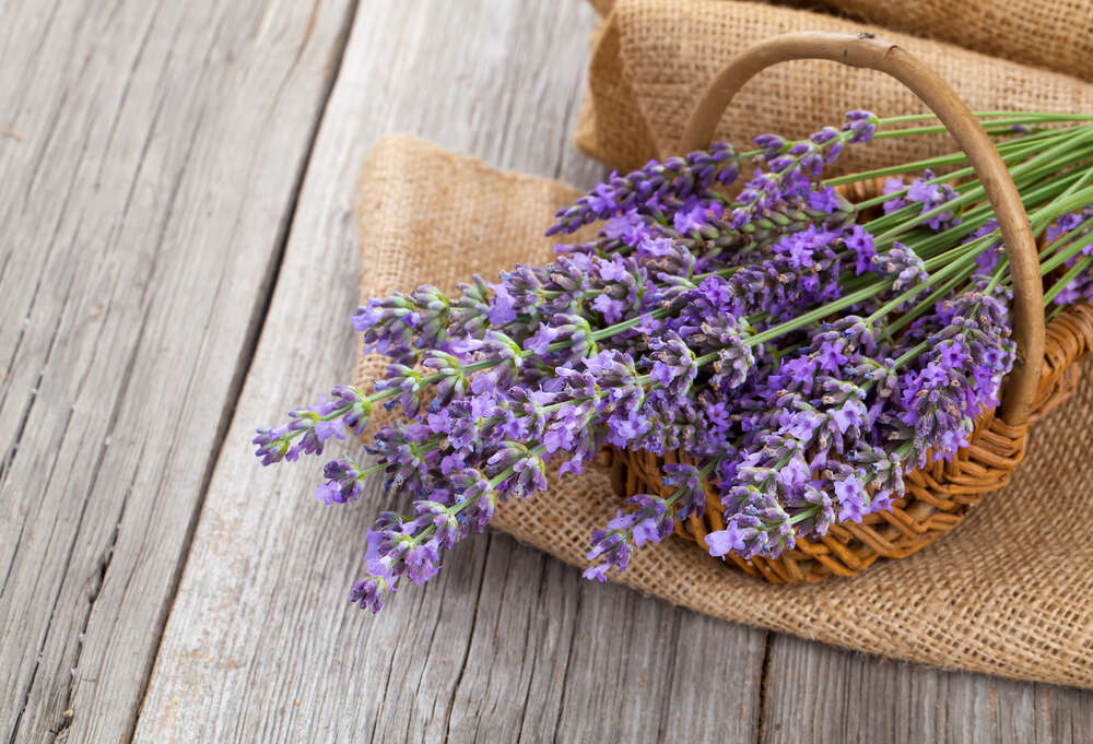 Lavendel in Korb