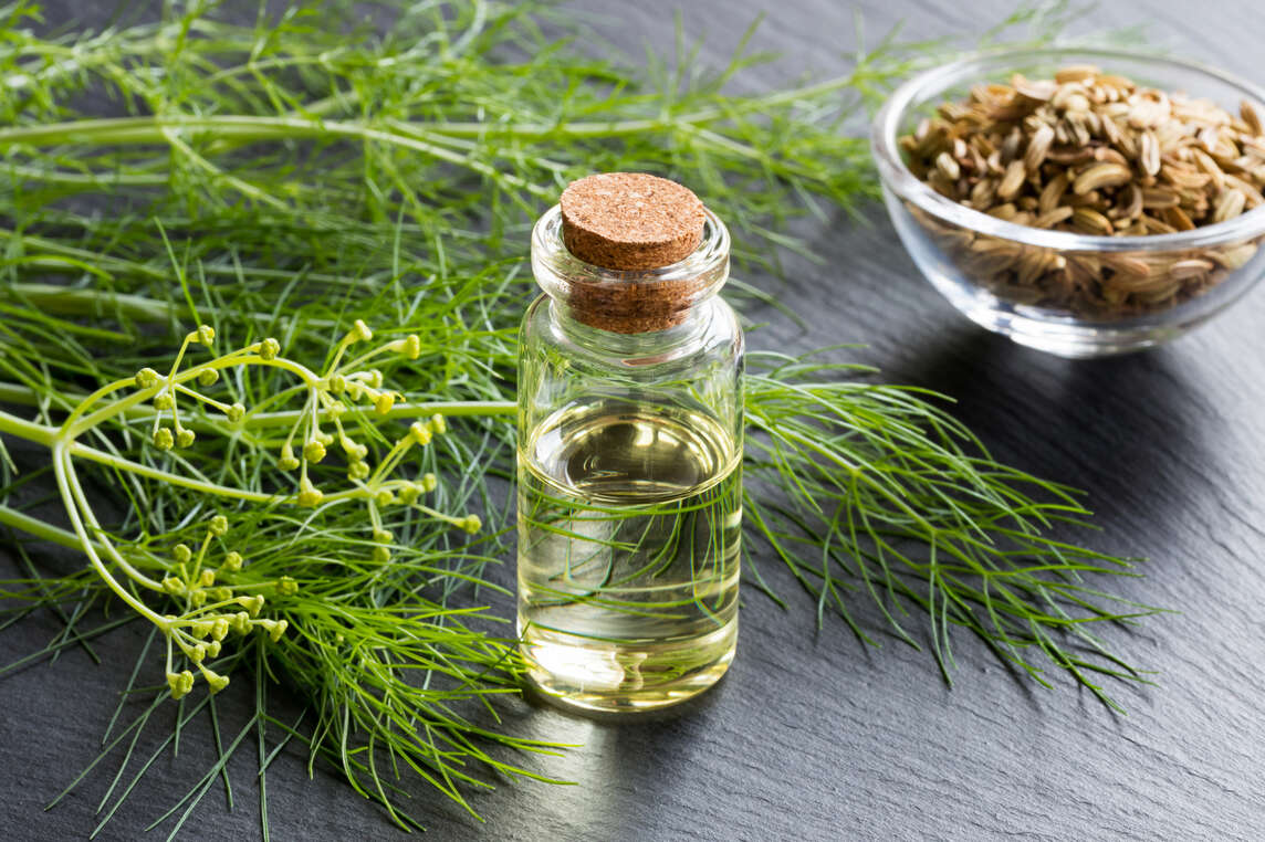 Samen, Öl und Kraut vom wilden Fenchel