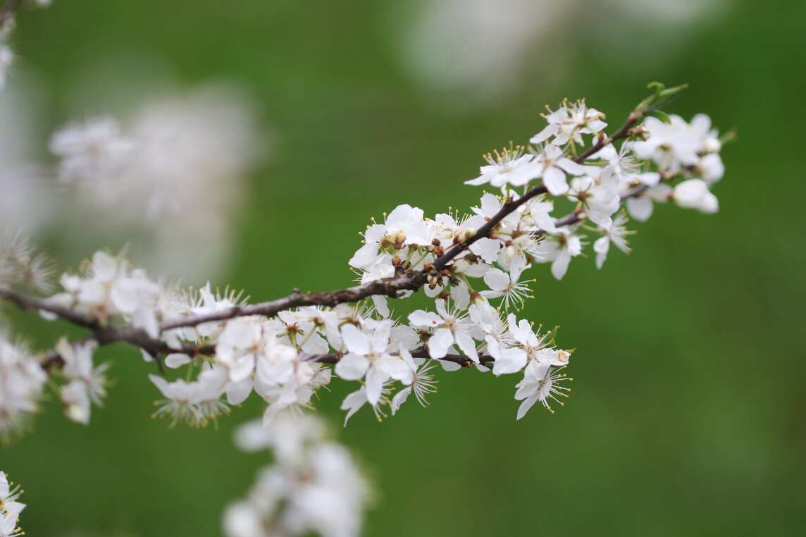 Schwarzdorn mit Blüten